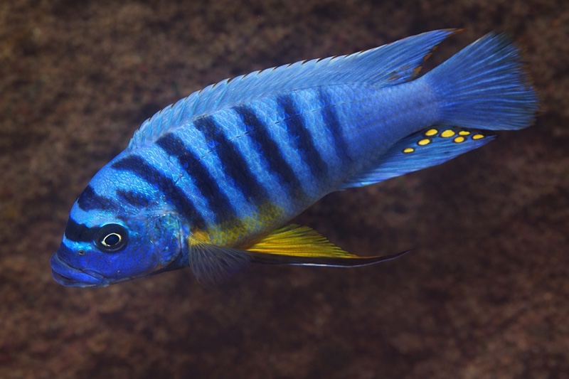 Maylandia fainzilberi 'Ngkuyo Island'